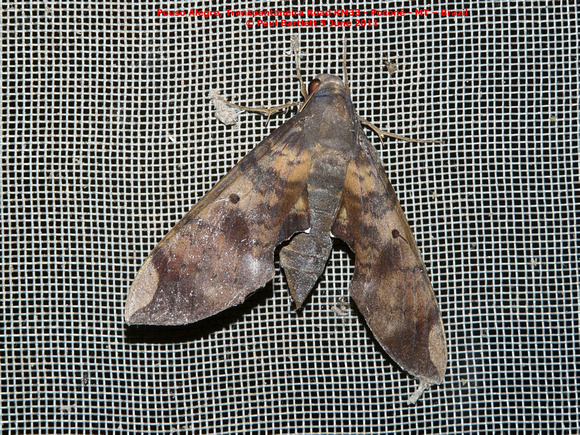 P1160700 moth