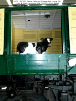 B3733 (S3733S) Special Cattle Van Pres. @ Shildon Locomotion NRM 2013-10-10 � Paul Bartlett [07]