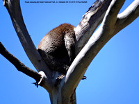 Koala sleeping @ Belair National Park, nr. Adelaide 09-10-2014 � Paul Bartlett DSC07723