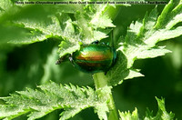 CRI01765 Tansy beetle (Chrysolina graminis) River Ouse bank west of York centre 2020-05-15 © Paul Bartlett w