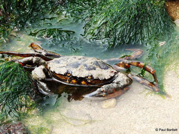 Crab at Flamborough South Landing 12-07-2014 � Paul Bartlett [1w]