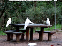 Sulphur-crested Cockatoo (Cacutata galerita) @ Grants Picnic Ground, Kallister Dandenong 19-09-2014 � Paul Bartlett DSC05151