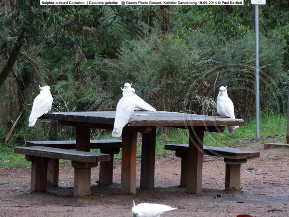 Sulphur-crested Cockatoo (Cacutata galerita) @ Grants Picnic Ground, Kallister Dandenong 19-09-2014 � Paul Bartlett DSC05151