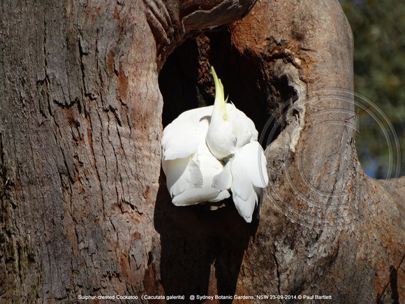 Sulphur-crested Cockatoo (Cacutata galerita) @ Sydney Botanic Gardens, NSW 23-09-2014 � Paul Bartlett DSC05548