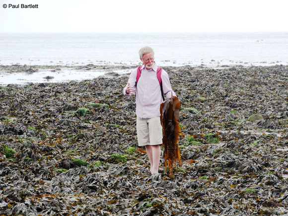CPD points in exchange for seaweed Flamborough South Landing 12-07-2014  � Paul Bartlett [w]