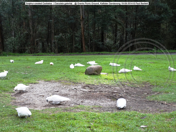 Sulphur-crested Cockatoo (Cacutata galerita) @ Grants Picnic Ground, Kallister Dandenong 19-09-2014 � Paul Bartlett DSC05128