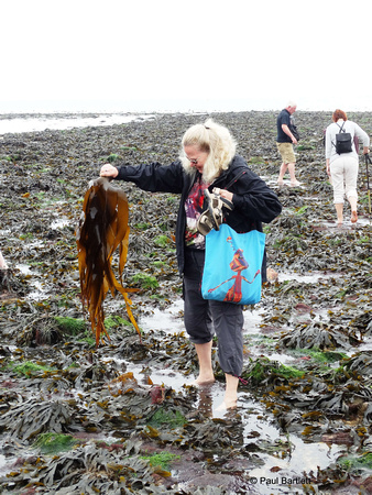 Julie with seaweed Flamborough South Landing 12-07-2014  � Paul Bartlett [w]