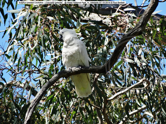 Sulphur-crested Cockatoo (Cacutata galerita) @ Belair National Park, nr. Adelaide 09-10-2014 � Paul Bartlett DSC07707