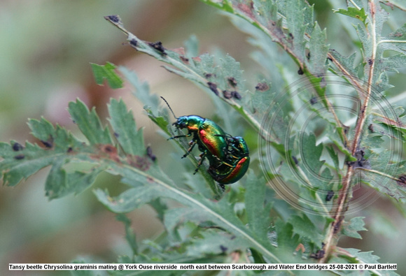 Tansy beetle Chrysolina graminis mating @ York Ouse riverside  north east between Scarborough and Water End bridges 25-08-2021 © Paul Bartlett [1]