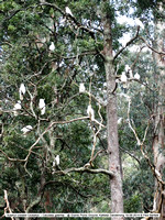 Sulphur-crested Cockatoo (Cacutata galerita) @ Grants Picnic Ground, Kallister Dandenong 19-09-2014 � Paul Bartlett DSC05158