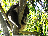 Female Koala with young @ Coromandel Valley, Adelaide 13-09-2014 � Paul Bartlett DSC04241