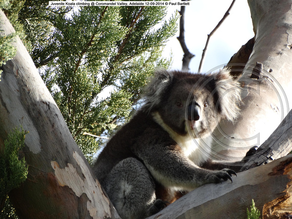 Juvenile Koala climbing @ Coromandel Valley, Adelaide 12-09-2014 � Paul Bartlett DSC04112