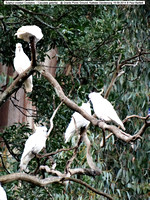 Sulphur-crested Cockatoo (Cacutata galerita) @ Grants Picnic Ground, Kallister Dandenong 19-09-2014 � Paul Bartlett DSC05156