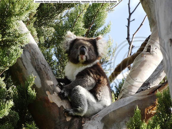 Juvenile Koala climbing @ Coromandel Valley, Adelaide 12-09-2014 � Paul Bartlett DSC04108