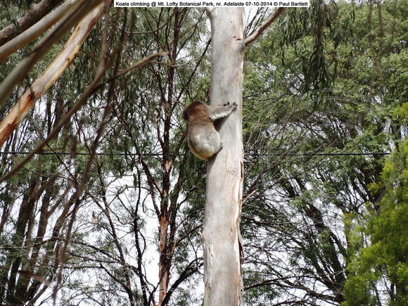 Koala climbing @ Mt. Lofty Botanical Park, nr. Adelaide 07-10-2014 � Paul Bartlett DSC07432