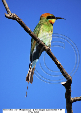 Rainbow Bee-eater (Merops ornatus) @  Port Douglas, Queensland 02-10-2014 © Paul Bartlett DSC07013w