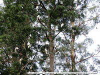 Sulphur-crested Cockatoo (Cacutata galerita) @ Grants Picnic Ground, Kallister Dandenong 19-09-2014 � Paul Bartlett   DSC05159