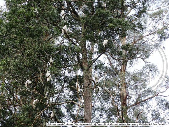 Sulphur-crested Cockatoo (Cacutata galerita) @ Grants Picnic Ground, Kallister Dandenong 19-09-2014 � Paul Bartlett   DSC05159