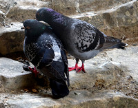 PER02525 feral pigeon