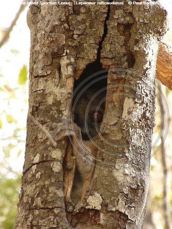 Red-tailed Sportive Lemur (Lepilemur ruficaudatus) @ Kirindy Forest 14-07-2016 © Paul Bartlett [1]