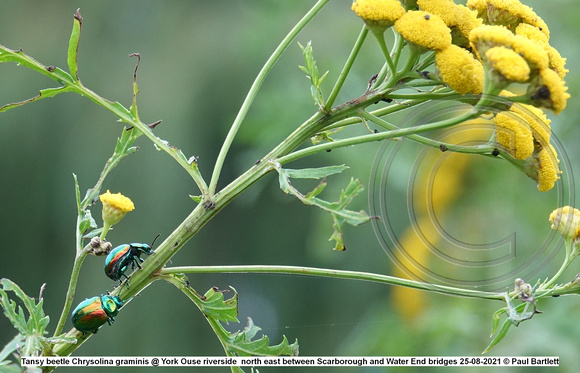 Tansy beetle Chrysolina graminis @ York Ouse riverside  north east between Scarborough and Water End bridges 25-08-2021 © Paul Bartlett [7]