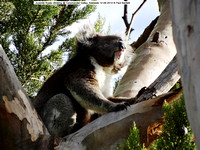 Juvenile Koala climbing @ Coromandel Valley, Adelaide 12-09-2014 � Paul Bartlett DSC04111