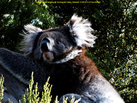Juvenile Koala climbing @ Coromandel Valley, Adelaide 12-09-2014 � Paul Bartlett DSC04104